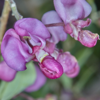 Securidaca longepedunculata_百度百科