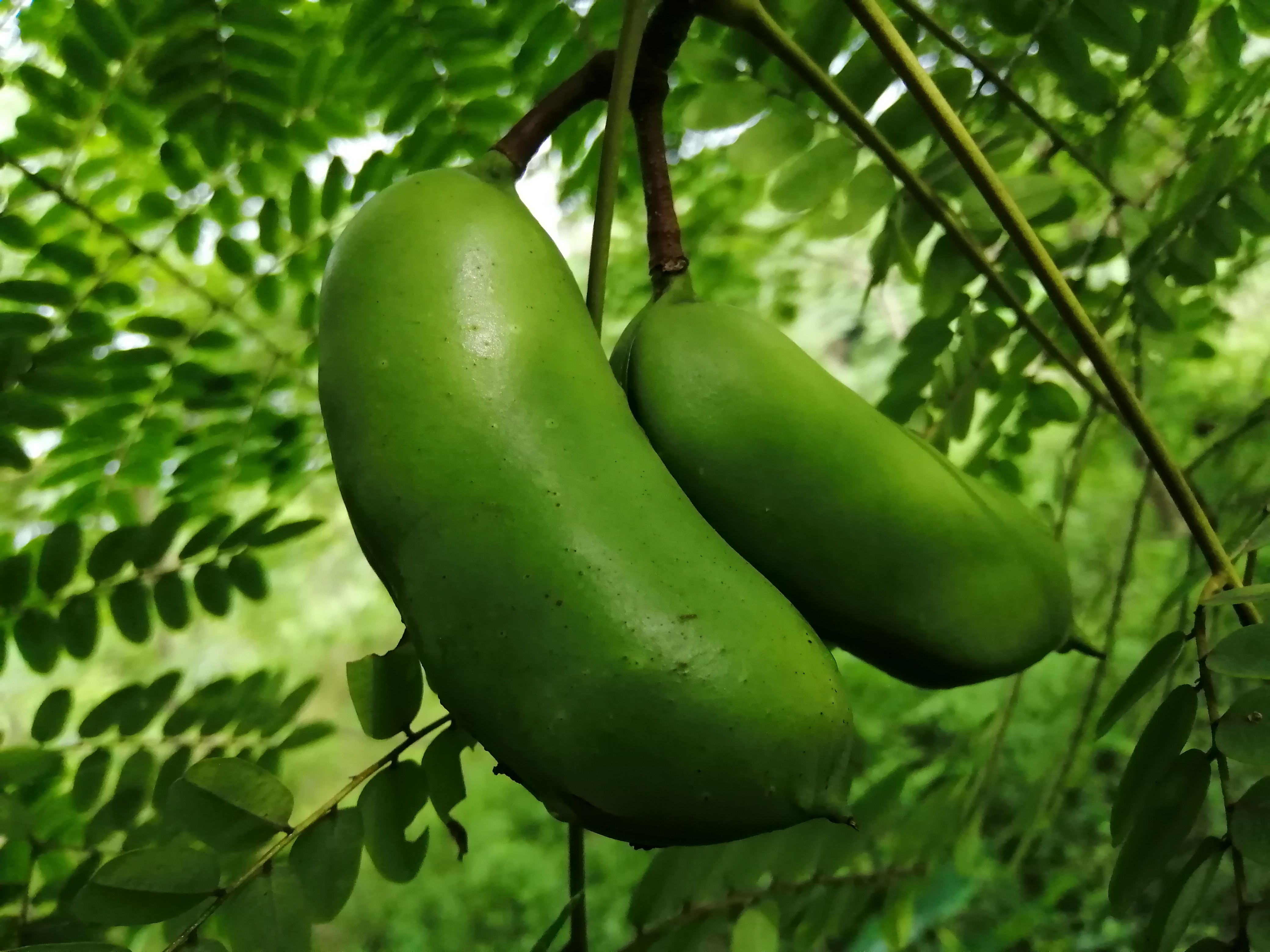  p data-id="tbmzn3vnunou">肥皂荚(学名: i>