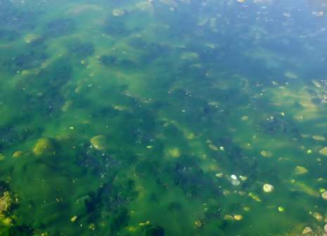 水绵图片