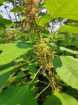 苎麻（荨麻科苎麻属植物）_百度百科