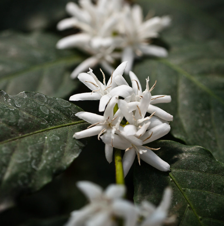  p>国花(英文名:the national flower,floral emblem):是代表国家 a