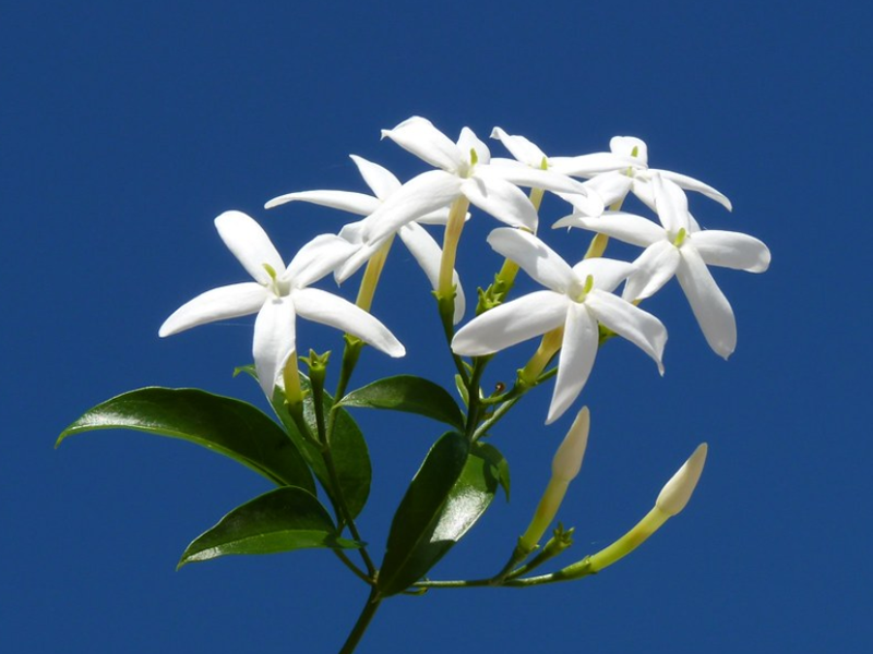  p>国花(英文名:the national flower,floral emblem):是代表国家 a