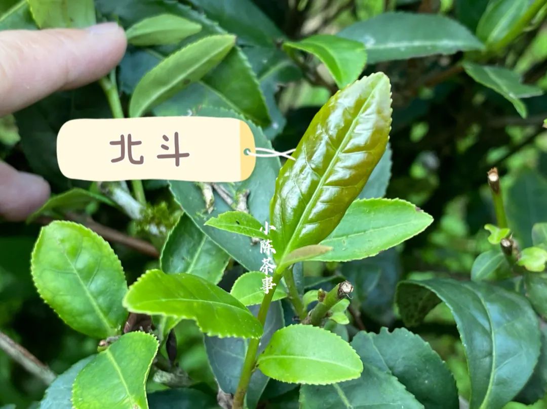诧异：紫红袍、小红袍、北斗、奇丹，它们都是大红袍的亲儿子？_百科TA说
