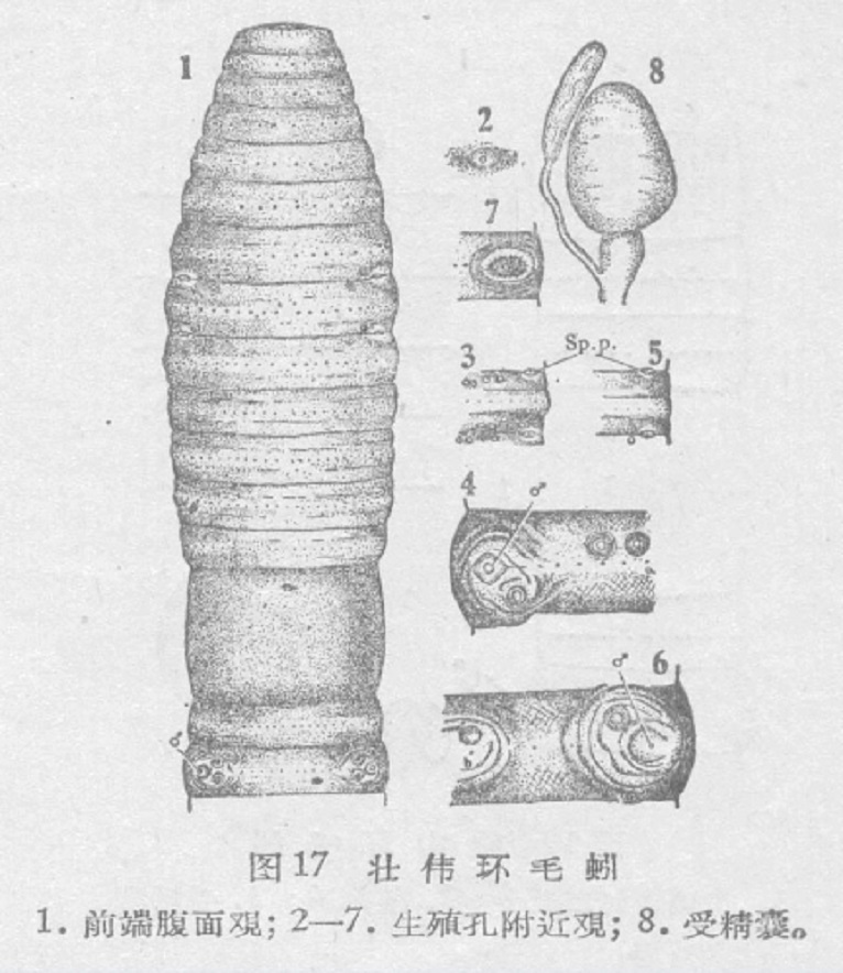 壮伟环毛蚓