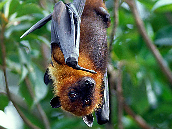  p>马里亚那狐蝠(学名: i>pteropus mariannus /i>)是狐蝠科,狐蝠属的