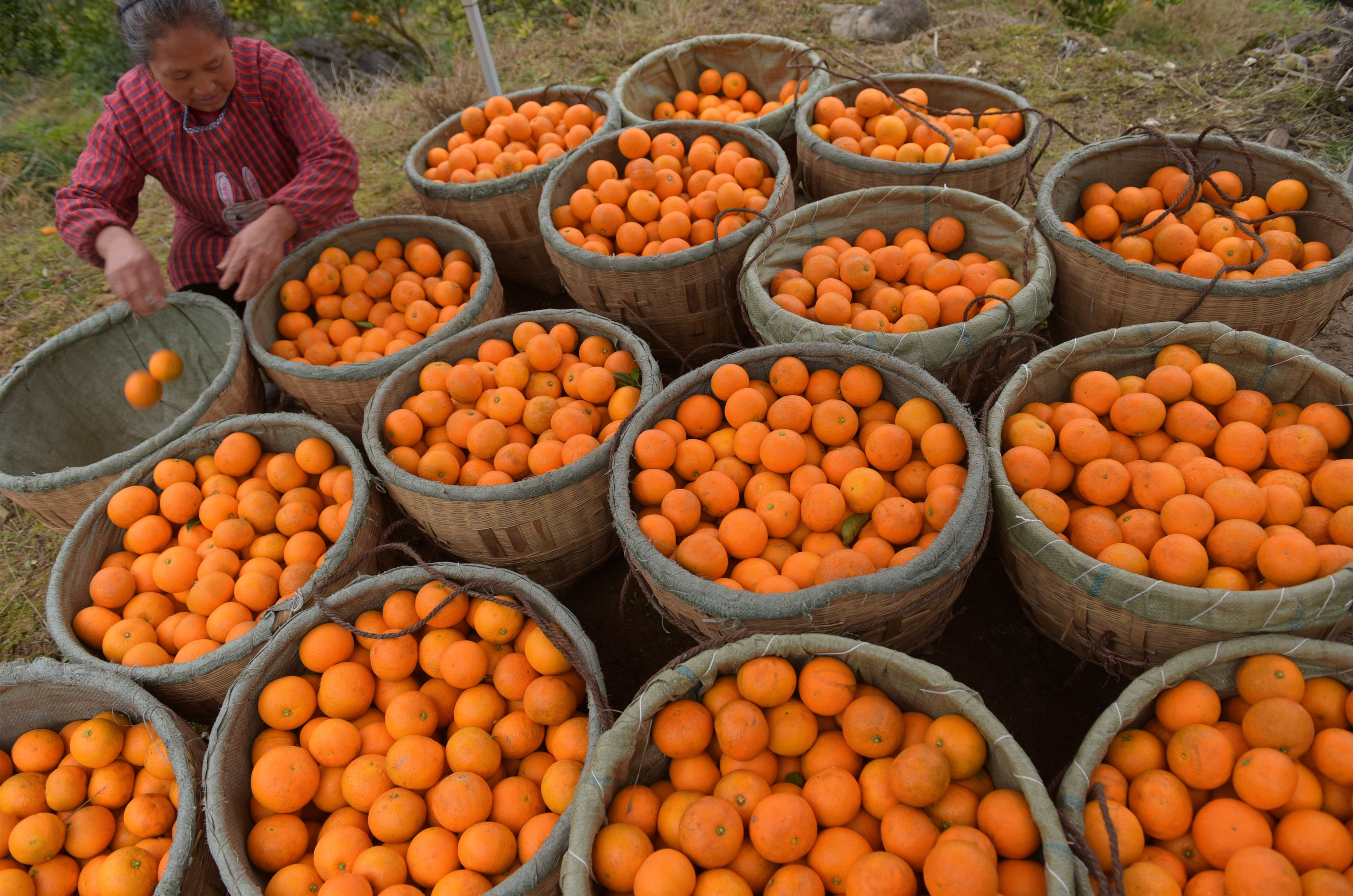  p data-id="gnt7ifly3m">甜橙,芸香科柑橘属乔木植物,甜橙树枝少刺或