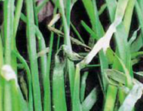 data-lemmaid="478849">韭菜 /a>的病害,韭菜各个部位均能被侵染,以假