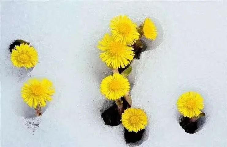 款冬花 没有伪品的止咳好药 无敌是多么寂寞 百科ta说