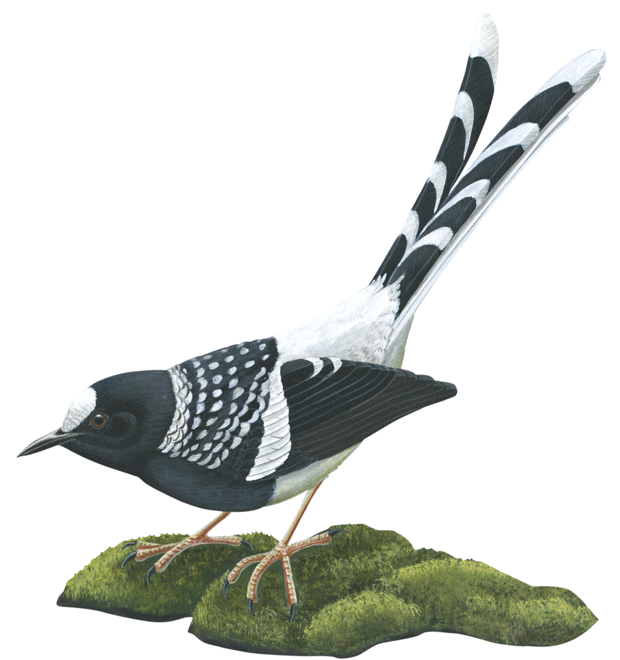  p>斑背燕尾(学名: i>enicurus maculatus /i>)是鹟科,燕尾属中型鸟类