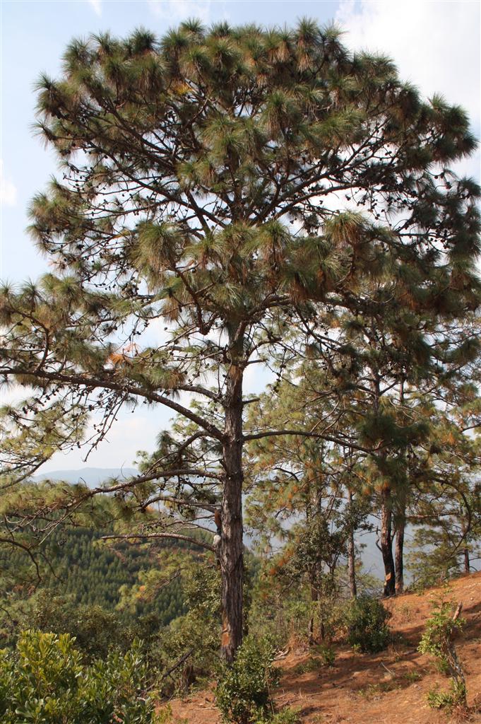 云南松石屏家系40号