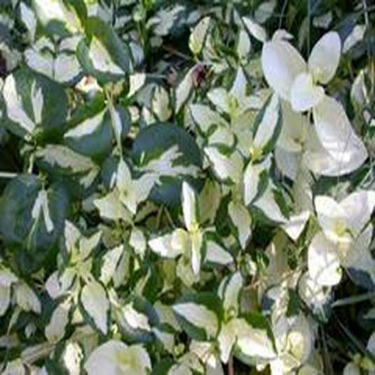 Vinca major 'Wojo's Gem'_百度百科