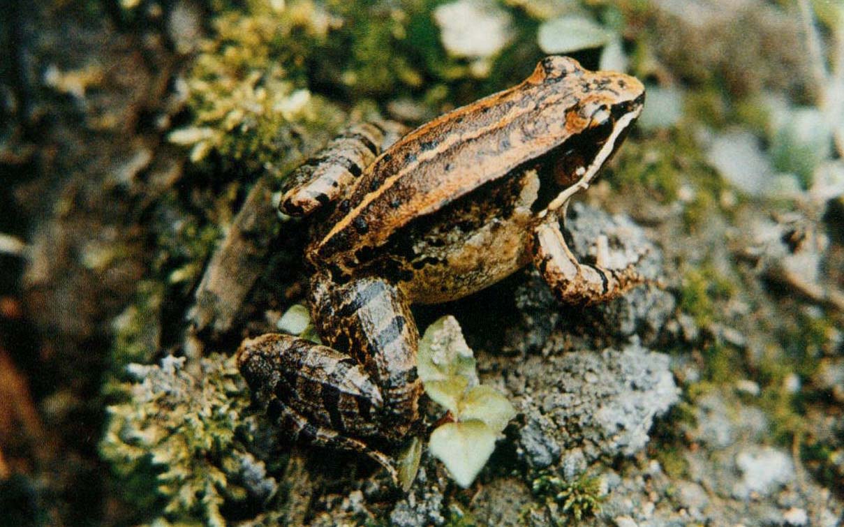  p>仙琴蛙(学名: i>nidirana /i>  i>daunc