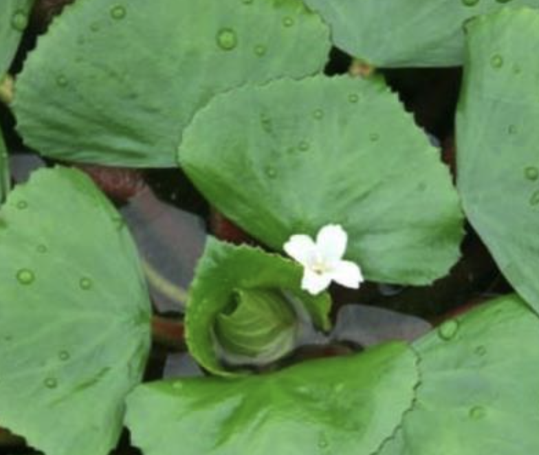  p data-id="go019edvcz">菱花是菱的花.