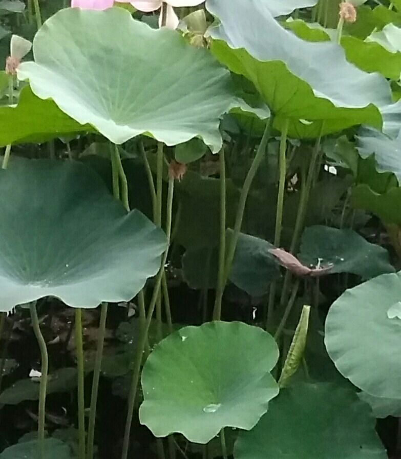  p data-id="gnwk3af0be">荷梗为多年生水生草