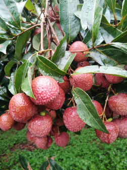 黑叶荔枝_百度百科