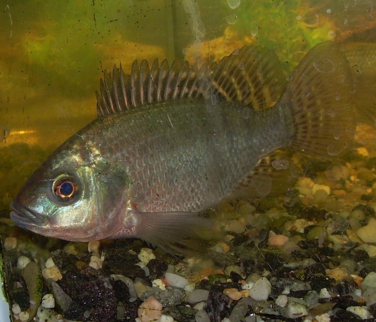  p data-id="gnbtu98xv2">尼罗罗非鱼(学名: i>oreochromis niloticus