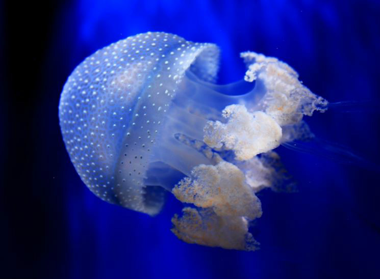  p>水母(英文名称:jelly fish):是水生环境中重要的 a target="_blank