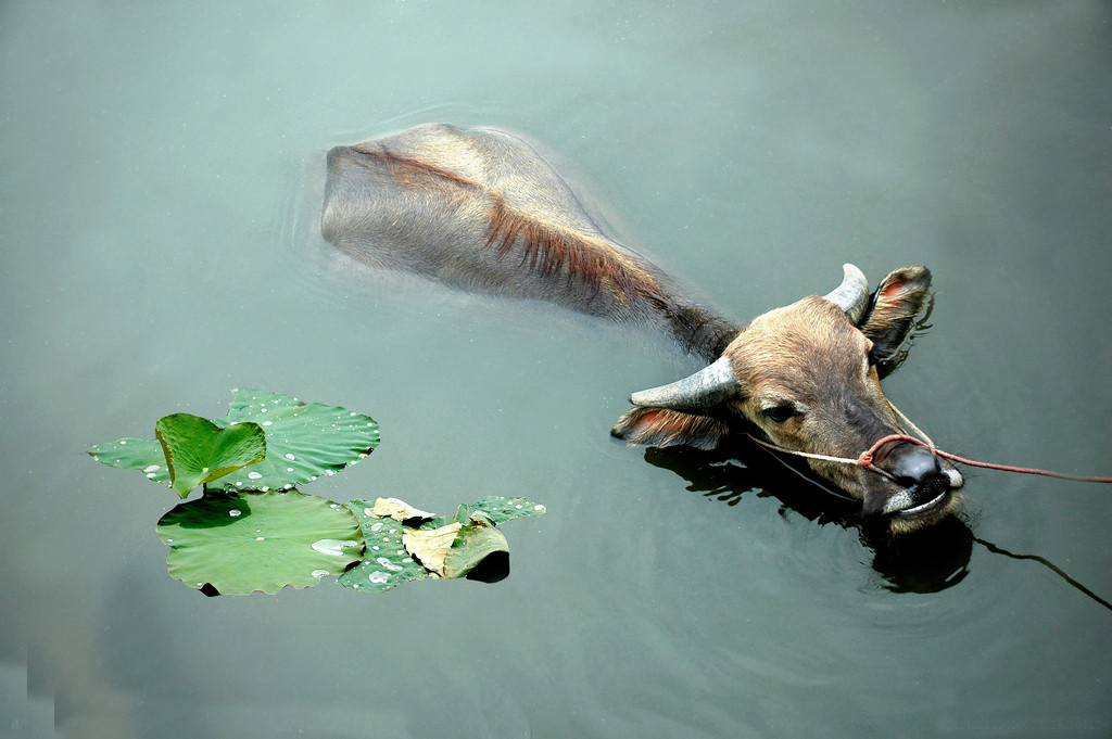  p>水牛(学名:bubalus bubalus,英文名称:asian buffalo)也叫印度水牛