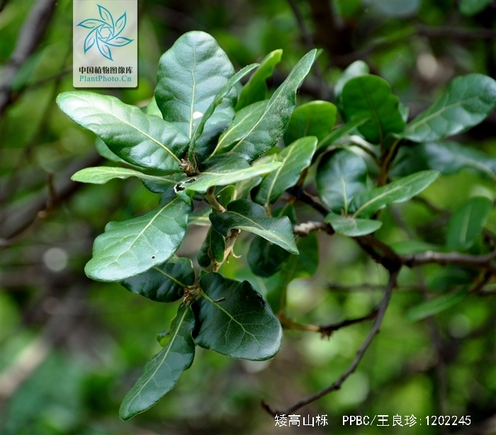  p>矮高山栎(学名:quercus monimotricha)为 a href="#" data-lemmaid