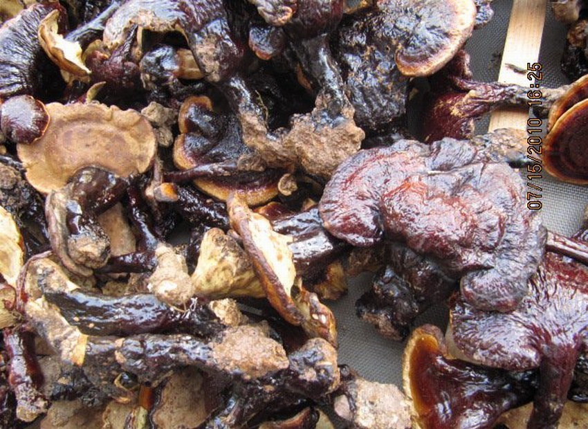  p>江西假芝即 a href="#" data-lemmaid="6262769">担子果 /a>,一年