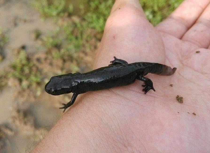  p>大蝾螈(学名:andrias davidianus),又名火 a>蜥蜴, /a>全长12-15