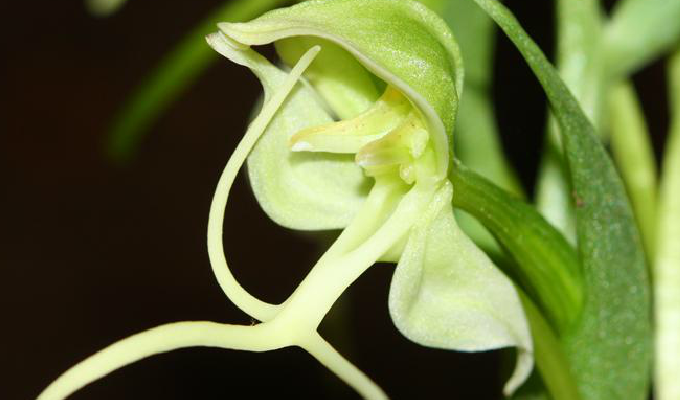  p>线瓣玉凤花是 a target="_blank" href="/item/兰科">兰科 /a> a