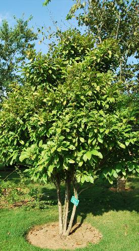  p>木奶果(学名: i>baccaurea ramiflora /i> lour.