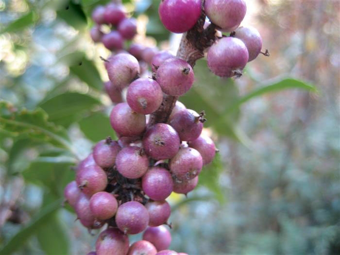  p>针齿铁仔(拉丁学名: i>myrsine semiserrata wall /i>),为 a href=