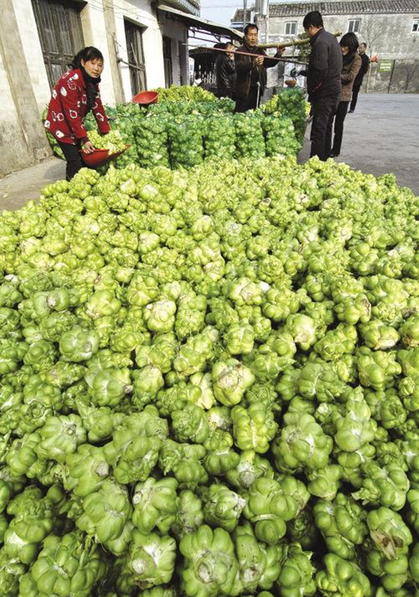 果(silique)和短角果(silicle),是指由2心皮合生的子房发育而成的果实