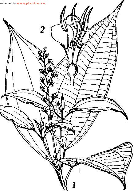  p data-id="gn7i09wket">异形木属(学名:allomorphia blume), a