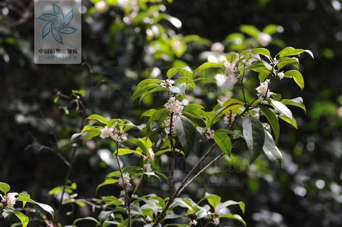 osmanthus minor p. s. green