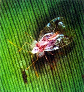  p>香蕉冠网蝽, i>stephanitis typical /i>,为半翅目 a href="#">