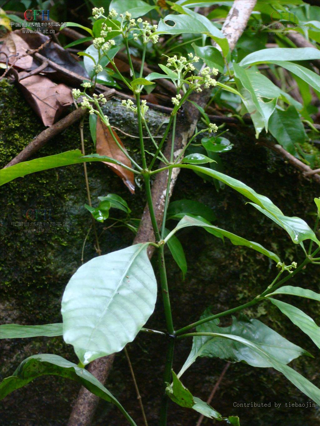 ">被子植物门 /a>, a target="_blank" href="/item/茜草科/6772270"