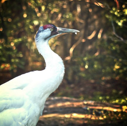 whoopingcrane
