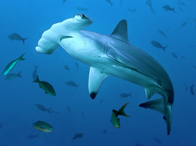  p>路氏双髻鲨,学名: i> /i> i>sphyrna lewini /i> (griffith et