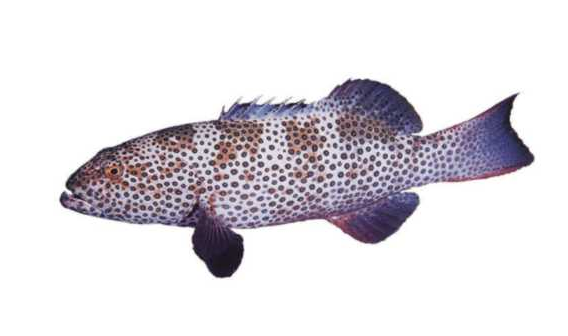  p>黑点石斑鱼,epinephelus melanostigma,俗名为石斑,过鱼,为辐鳍鱼