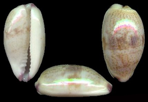  p>紫端宝螺(学名:purpuradusta fimbriata fimbriata)是腹足纲宝螺科