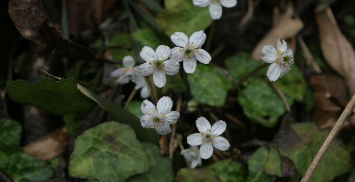 asteropyrum cavaleriei
