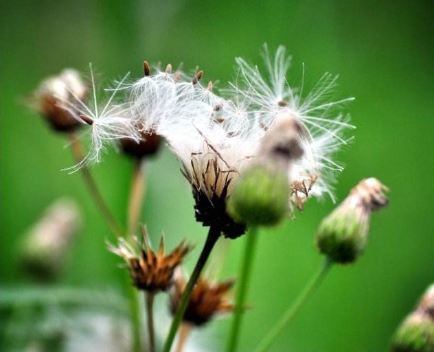  p>飞蓬(学名: i>erigeron acer /i> linn.