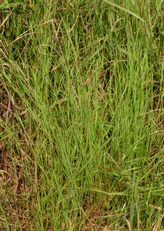  p>华觿茅,(学名:dimeria sinensis rendle.