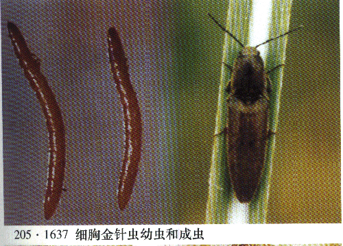  p>细胸叩头虫,昆虫名,属鞘翅目,叩甲科.