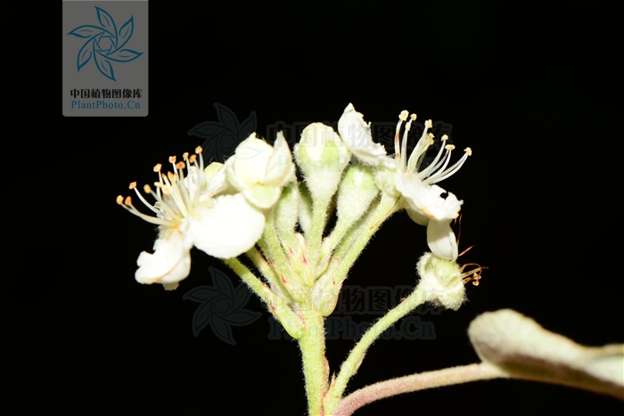  p>沧江海棠(学名: i>malus /i>  i>ombrophila /i> hand.-mazz.