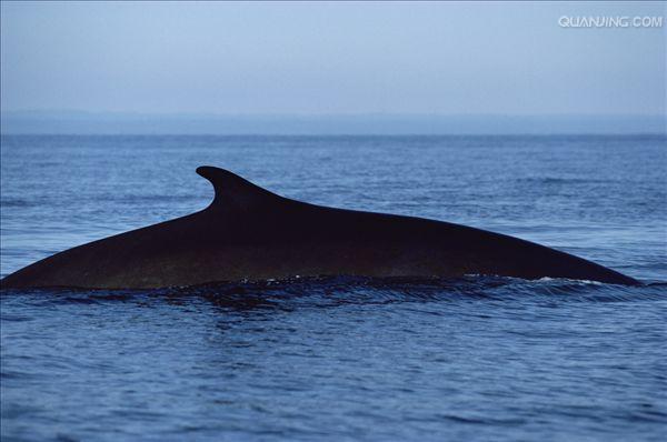 dorsal fin