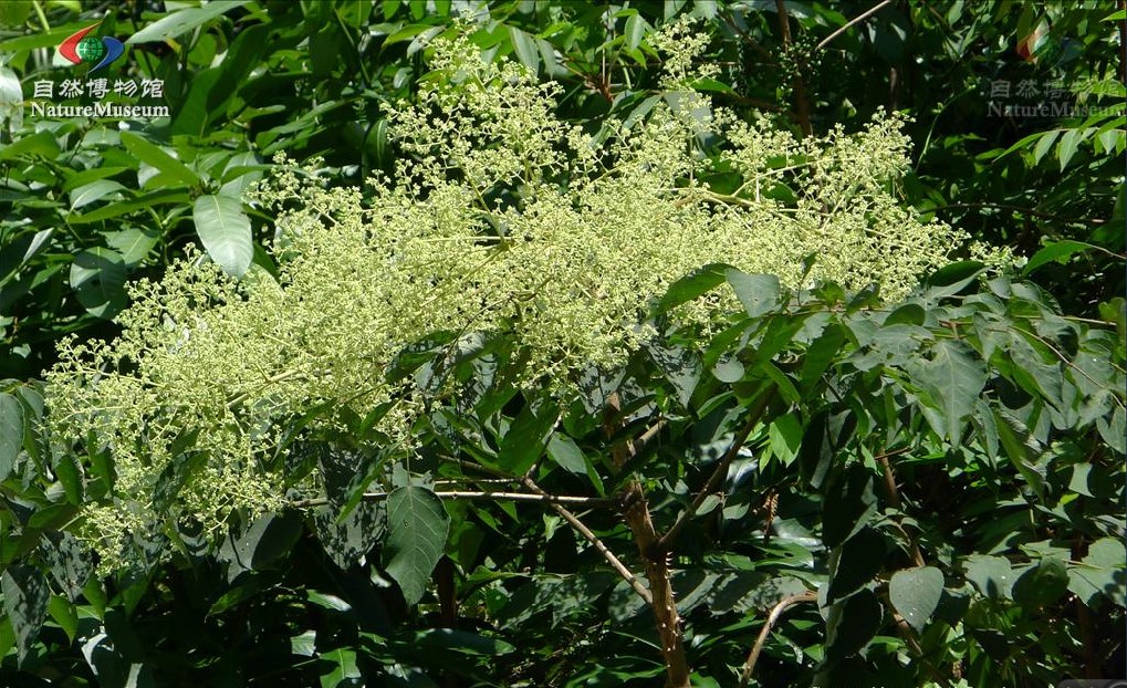 白背叶楤木(变种)