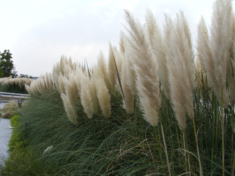  p>扁杆早熟禾(学名: i>poa pratensis /i> l. var.