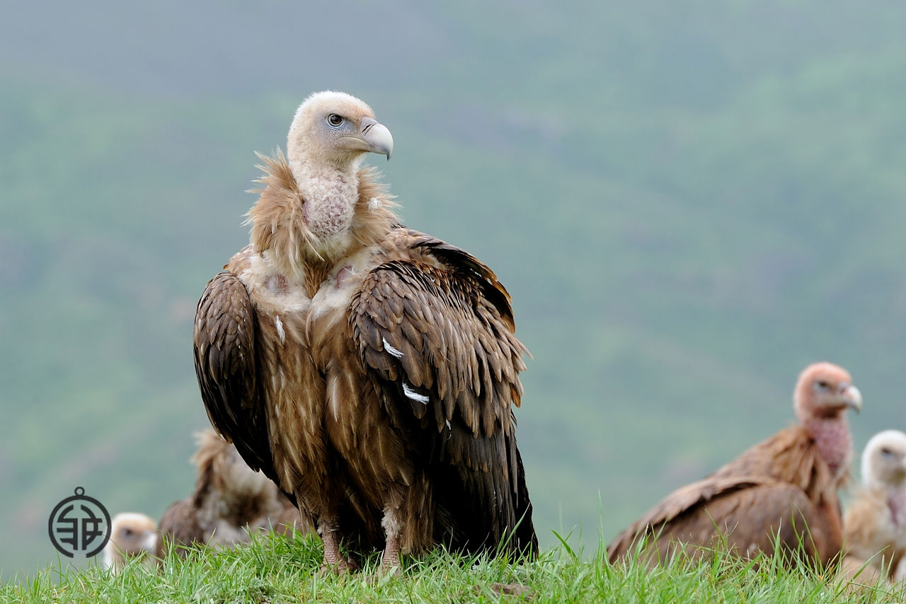  p>加州兀鹫(学名: i>gymnogyps californianus /i>):是美洲鹫科,加州