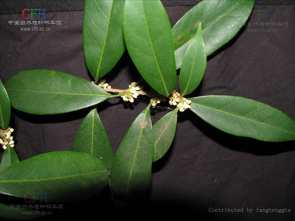  p>宁波木犀(学名: i>osmanthus cooperi /i> hemsl.