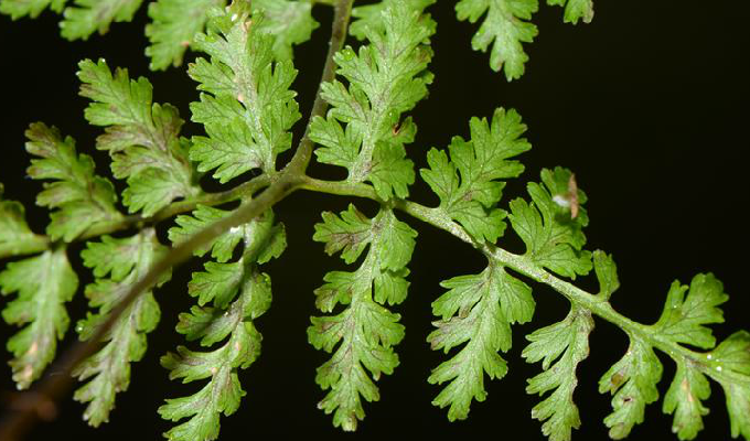  p data-id="gnwfcpuugo">冷蕨属(学名:cysto