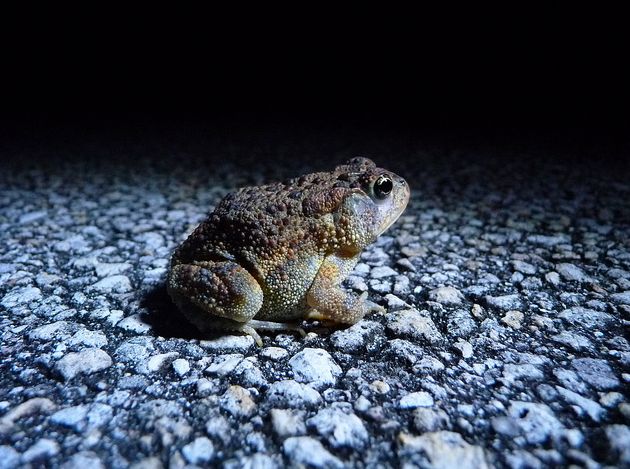  p>美国南部蟾蜍(学名: i>bofo terrestris /i>)体型短粗,背面皮肤上