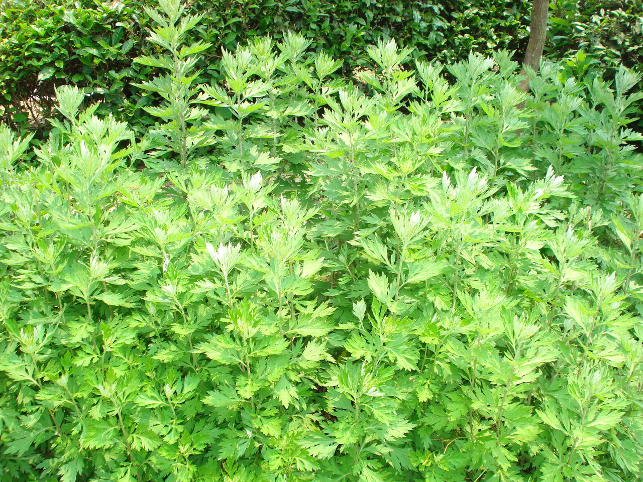  p>蒌蒿(学名: i>artemisia selengensis /i> turcz. ex bess.